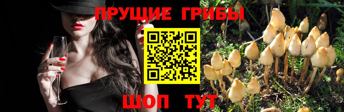 Галлюциногенные грибы GOLDEN TEACHER Сарапул